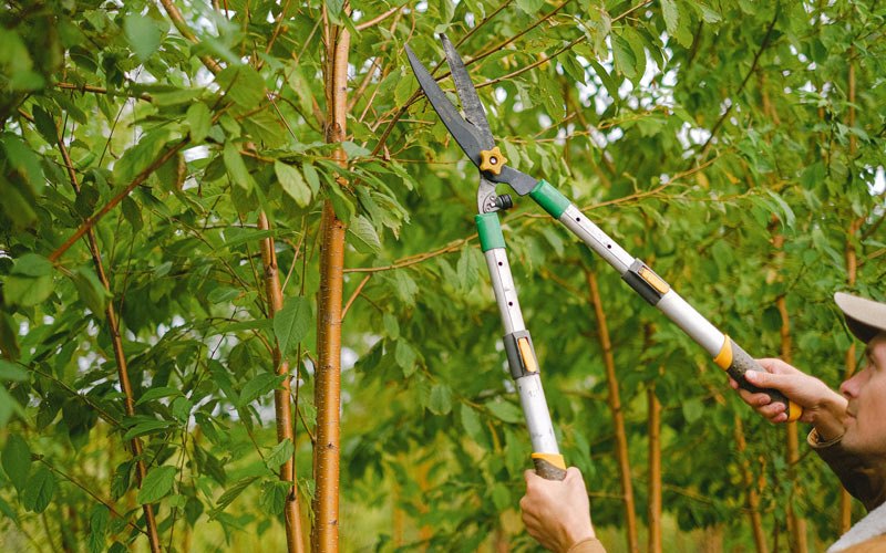 Tree trimming in Machipongo, VA