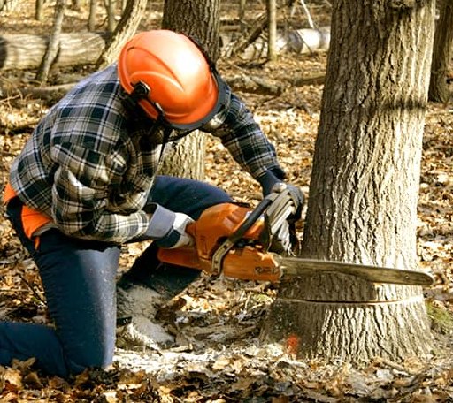 Tree Removal in Machipongo, VA